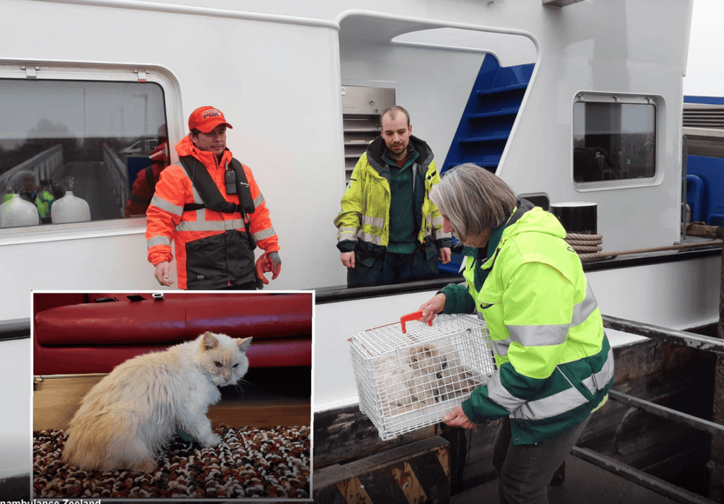 Kater Jimmie uit Groningen