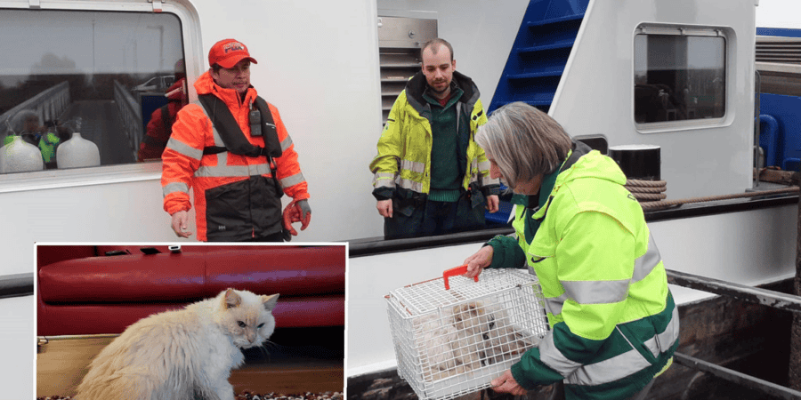 Kater Jimmie uit Groningen