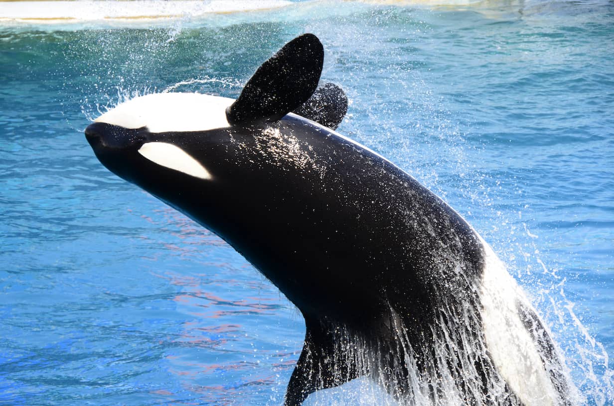 orca out of the water